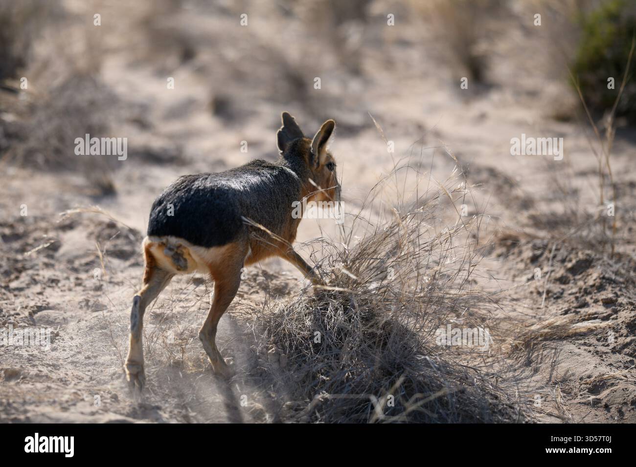 Vue arrière d'un mara patagonien (Dolichotis patagonum) aux lacs Al Qudra près de Dubaï, Émirats arabes Unis Banque D'Images