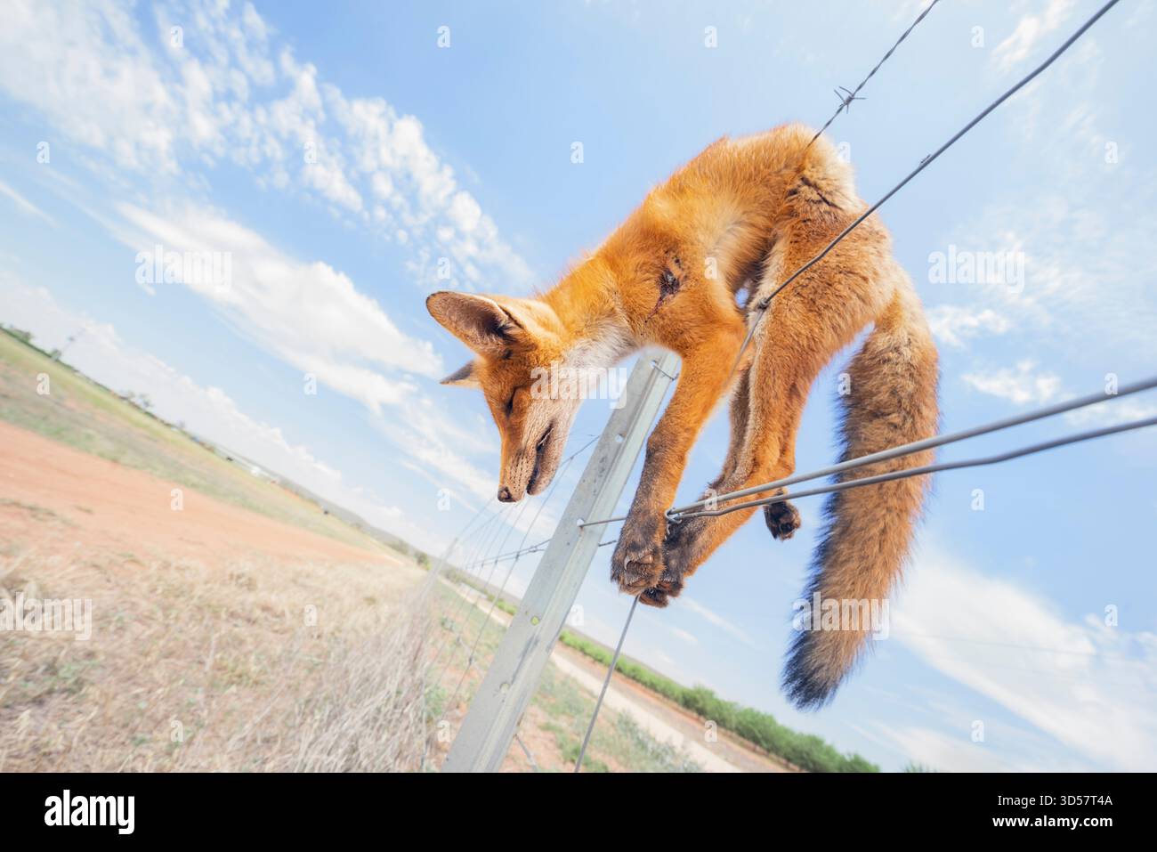 Vue latérale rapprochée d'un renard roux (Vulpes vulpes) abattu et suspendu à une clôture dans une ferme, en Australie Banque D'Images