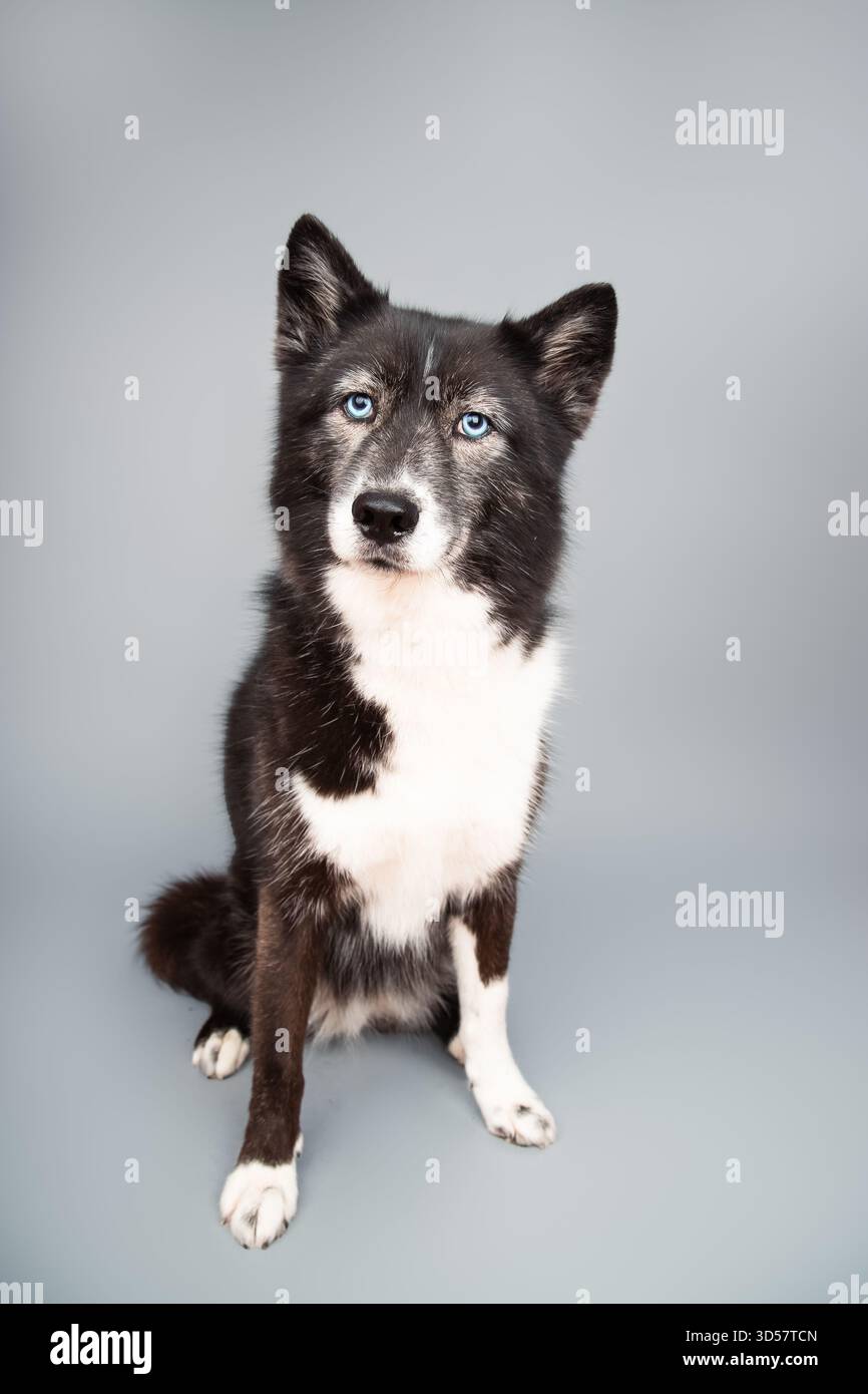Portrait d'un Husky sibérien assis devant un fond gris Banque D'Images