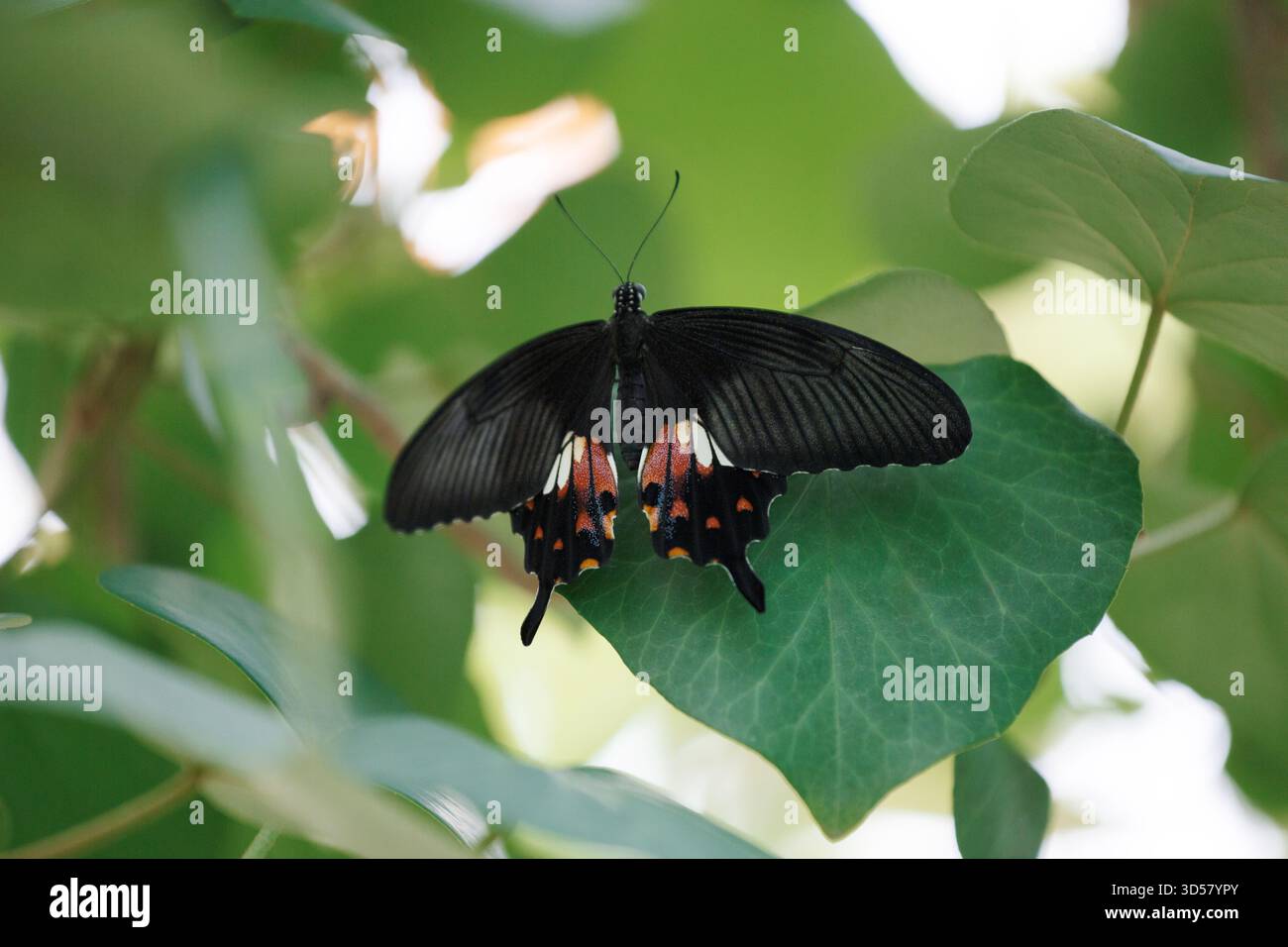 Papilio polytes, mormon commun. Un papillon de forêt tropicale est assis sur une feuille verte d'un arbre. Banque D'Images