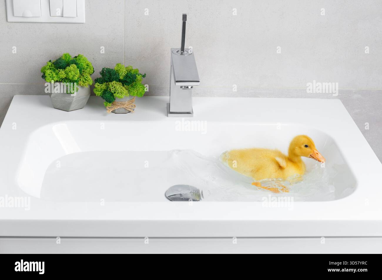 Un mignon caneton drôle et animé nage dans l'eau à la maison dans un lavabo blanc. Petit canard flottant. Banque D'Images