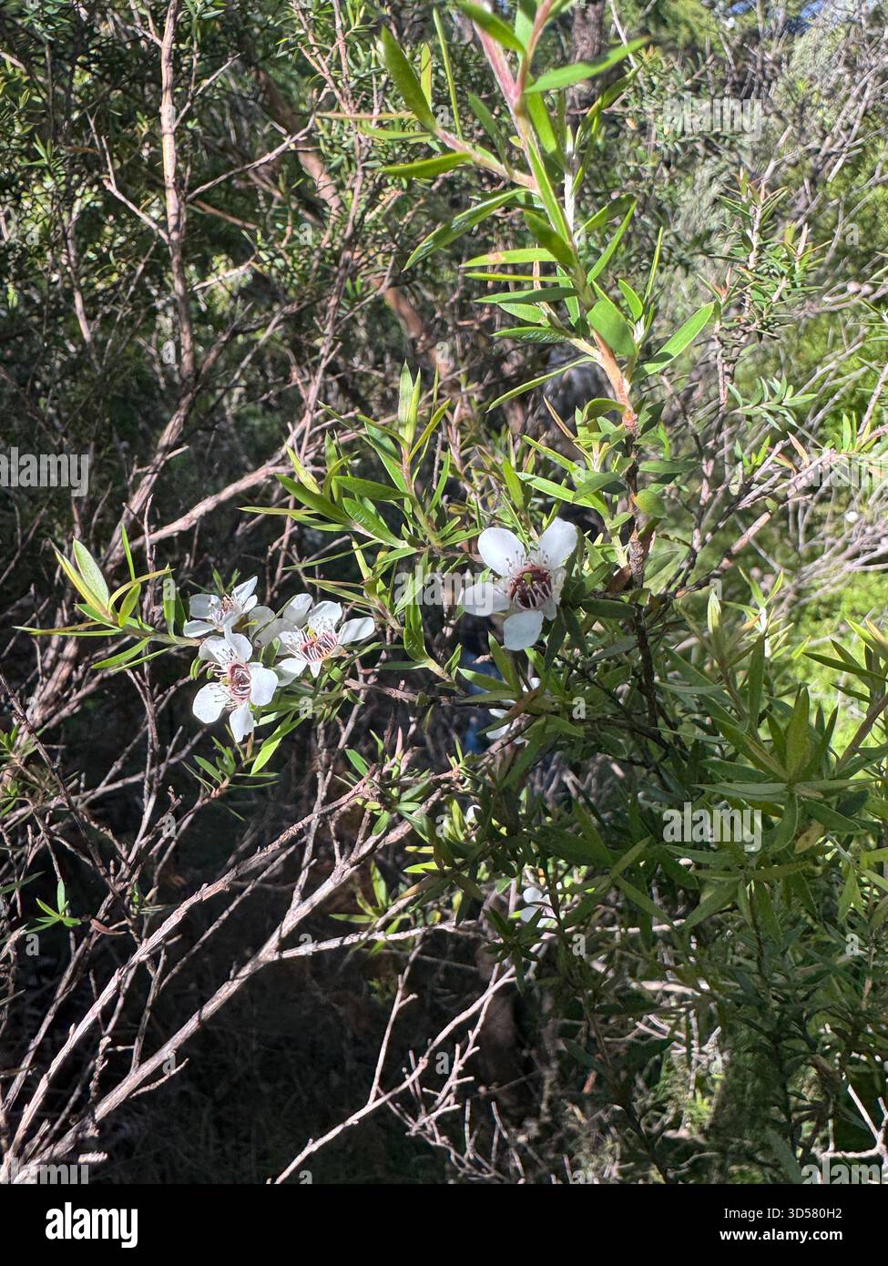 Fleurs de manuka, également connu sous le nom de Leptospermum Scoparium, poussant à l'état sauvage dans Tawharanui Open Sanctuary, Matakana, Auckland, NZ Banque D'Images