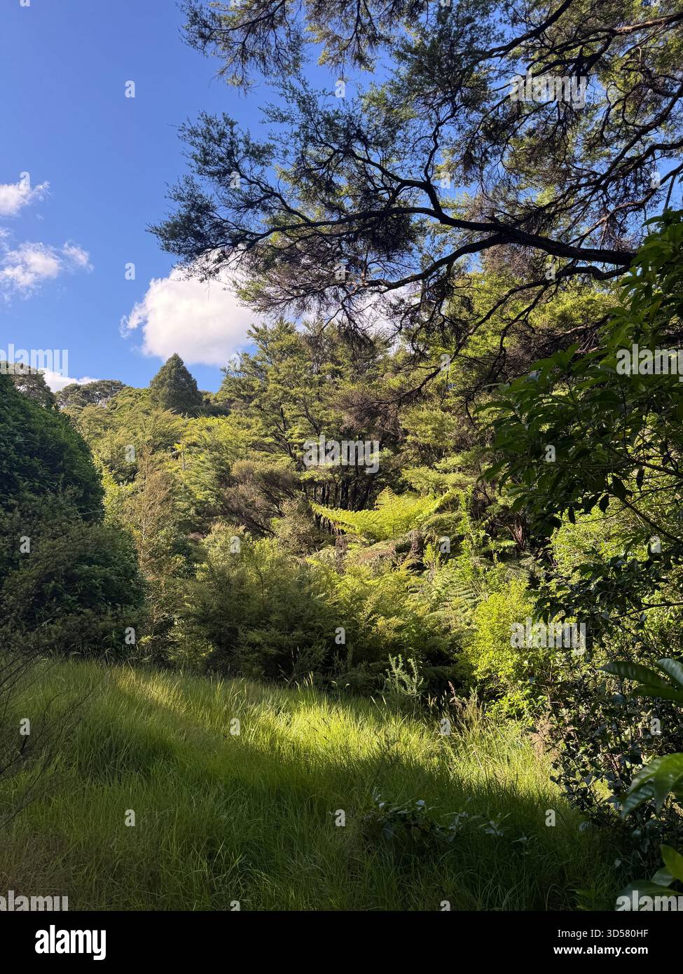 Brousse indigène de Nouvelle-Zélande, végétation luxuriante au printemps, y compris une fougère arborée ou Dicksonia squarrosa, Tawharanui Open Sanctuary, Matakana, Auckland Banque D'Images