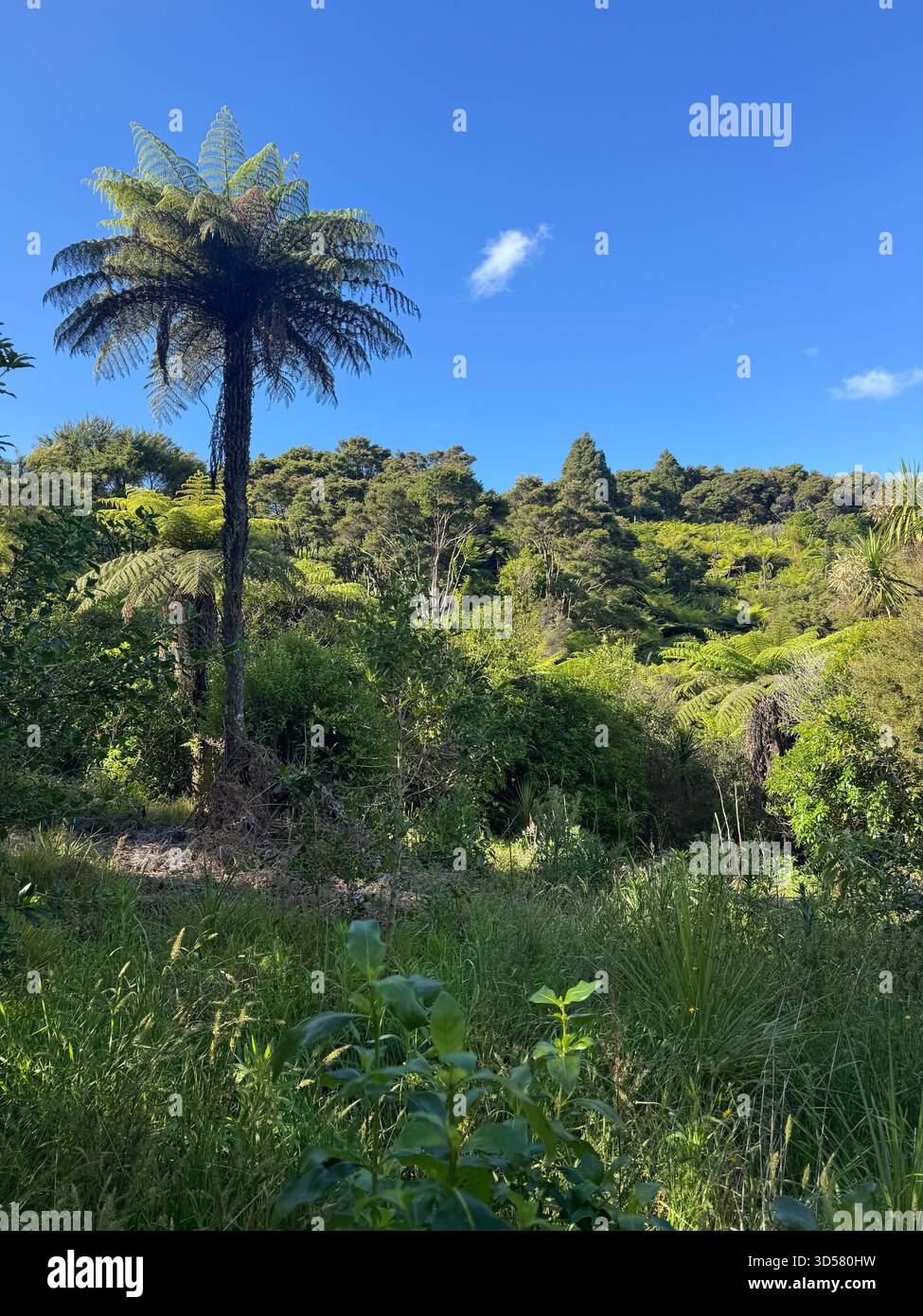 Beau paysage verdoyant et luxuriant au printemps, y compris les fougères arborescentes ou Dicksonia squarrosa, Tawharanui Open Sanctuary, Matakana, Auckland, NZ Banque D'Images