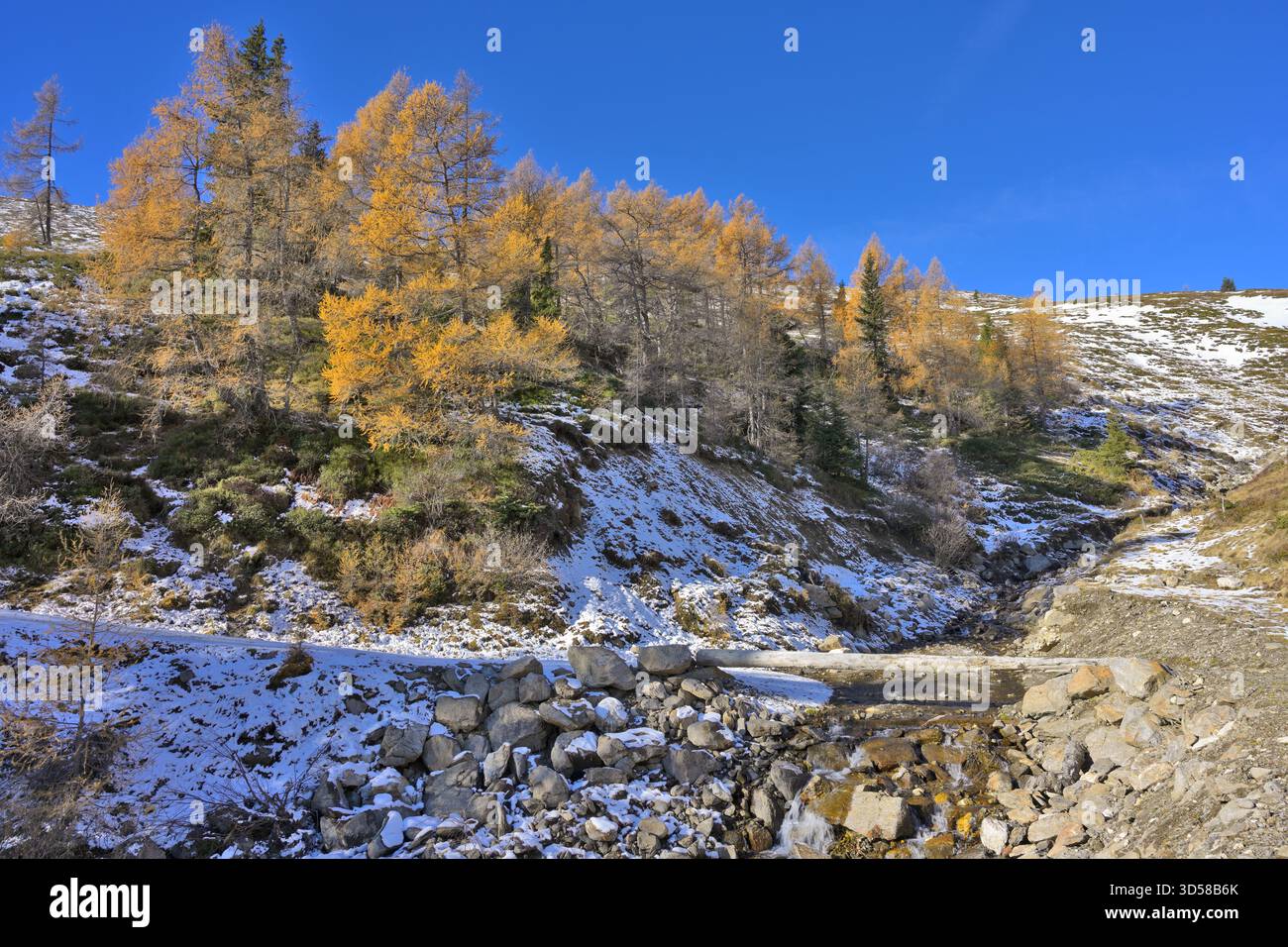 Mélèvres dorés se tiennent sur une pente de montagne enneigée avec un petit ruisseau qui coule. Banque D'Images