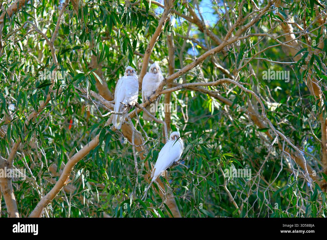 Trois cacatoès blancs perchés parmi les branches d'eucalyptus dans les bois côtiers australiens. Banque D'Images