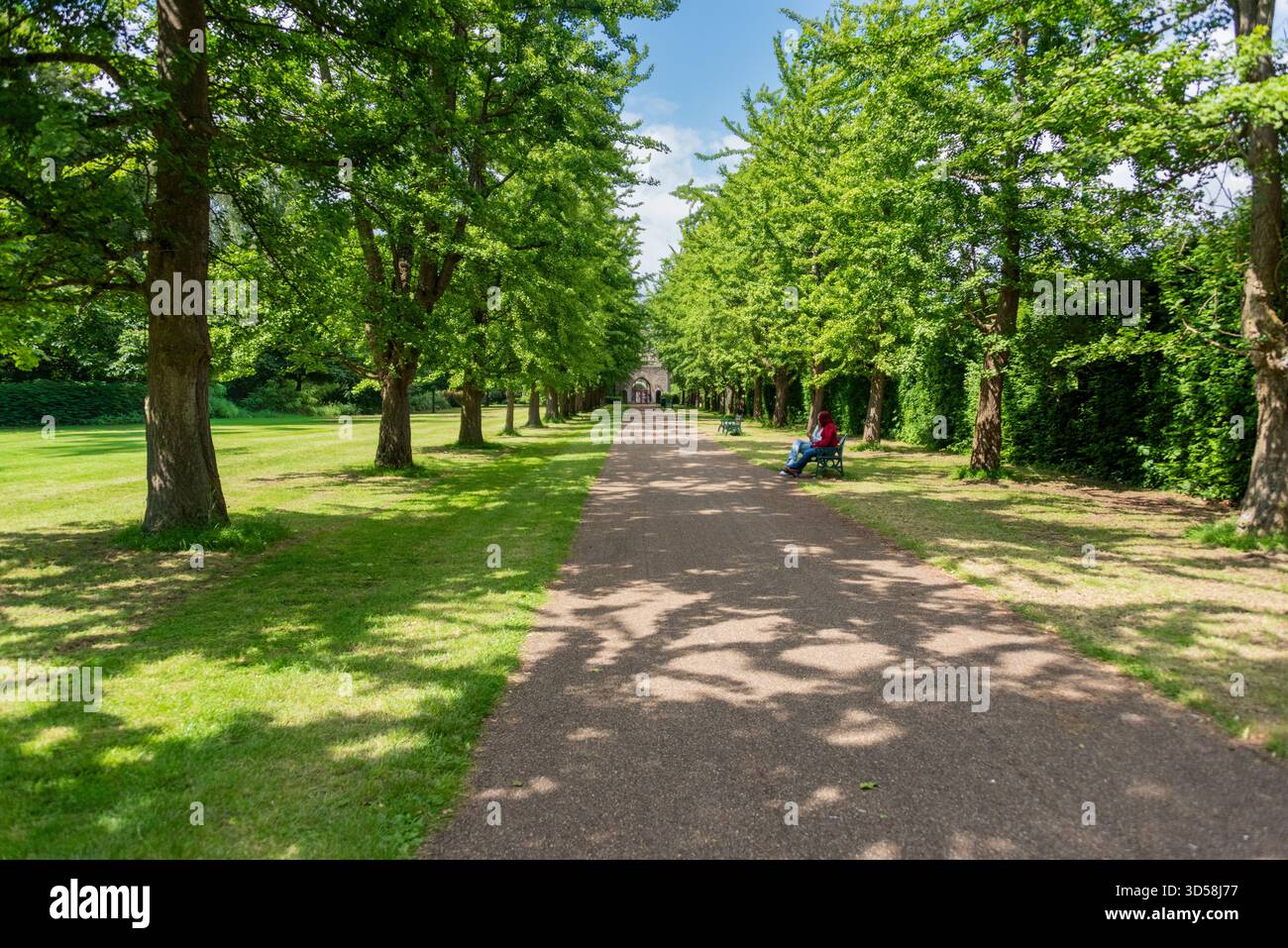 Une avenue estivale de 37 arbres Ginkgo biloba (Maidenhair) dans Bute Park, du château de Cardiff au château de Mews, plantée par William Nelmes dans les années 1950 Banque D'Images