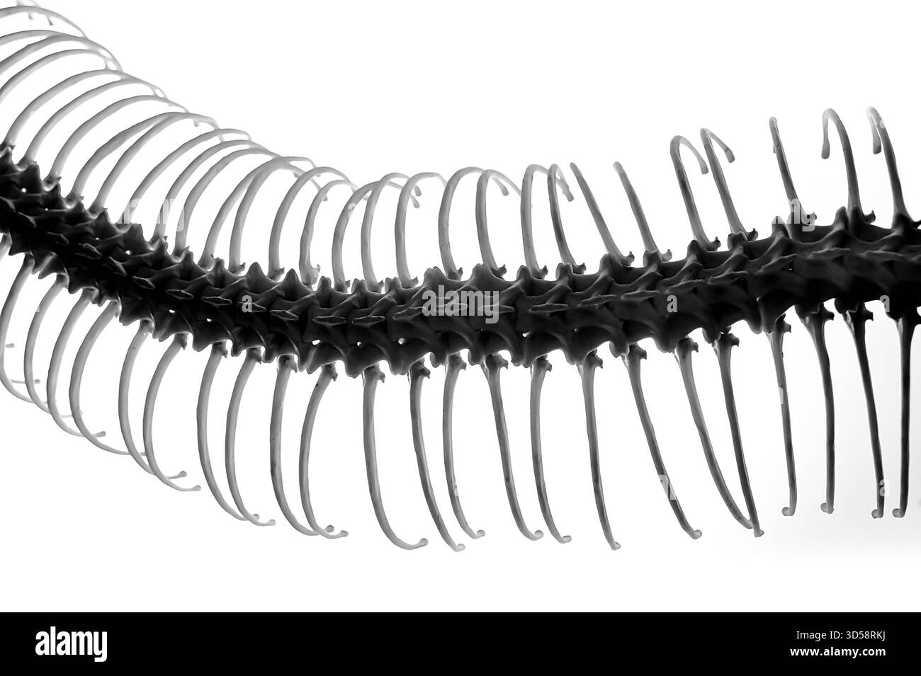 Squelette de serpent Banque D'Images