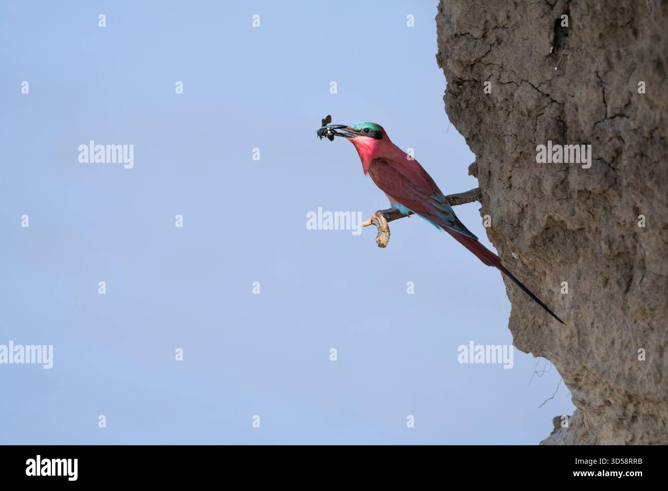 Mangeur d'abeilles carminées, Merops nubicoides, assis sur une petite branche au bord de la rivière avec un insecte dans sa bouche. Parc national de South Luangwa, Zambie Banque D'Images