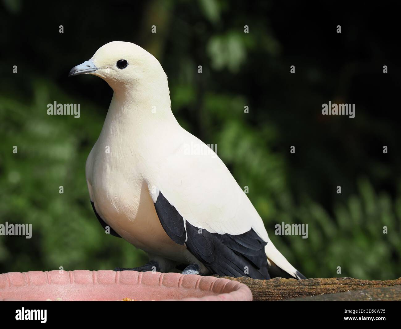 Un beau pied Imperial Pigeon blanc se perche au soleil, montrant ses bouts d'ailes noirs et son œil sombre. Banque D'Images