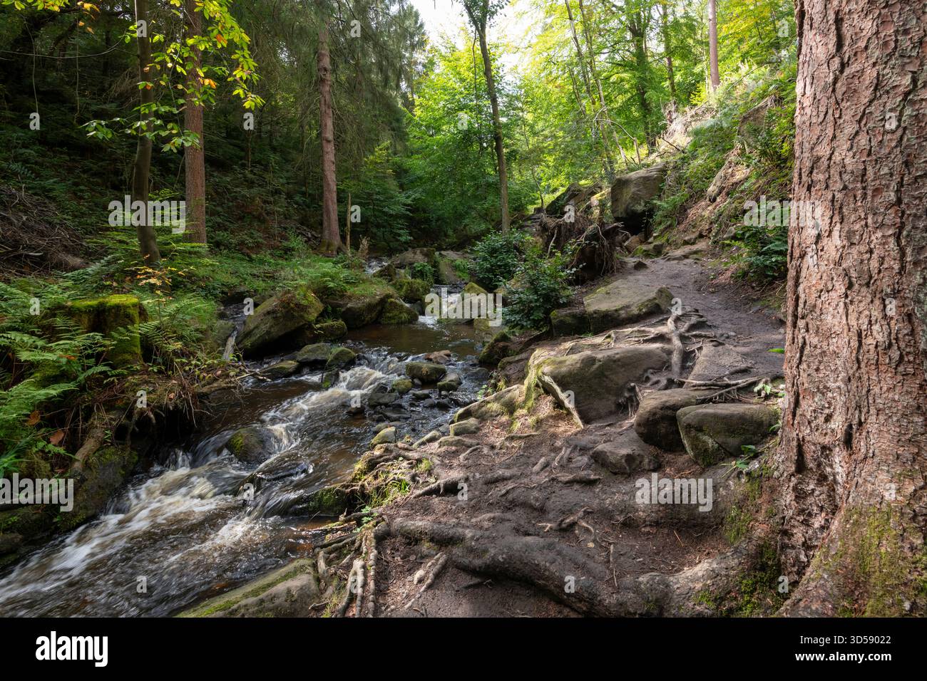 Réserve naturelle de Wyming Brook près de Sheffield, en bordure du parc national Peak District dans le South Yorkshire, en Angleterre. Banque D'Images