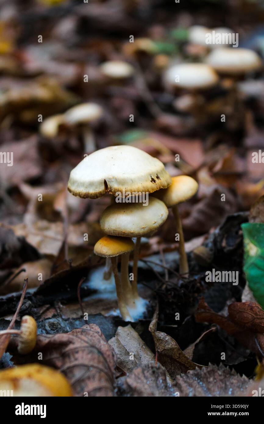 Champignons dans la forêt - Ypholoma fasciculare, communément appelé touffe de soufre, touffe de soufre ou grappes de bois pousse à partir d'une bûche Banque D'Images