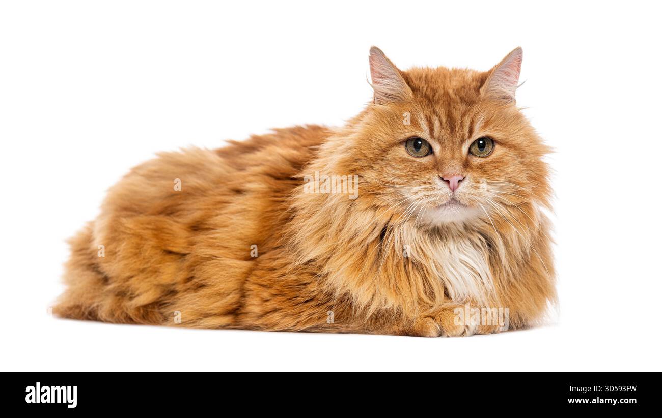 Chat sibérien gingembre couché et regardant vers l'avant sur fond blanc Banque D'Images