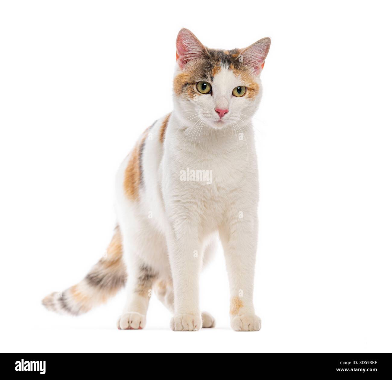 Chat Calico debout et regardant vers l'avant sur un fond blanc Banque D'Images