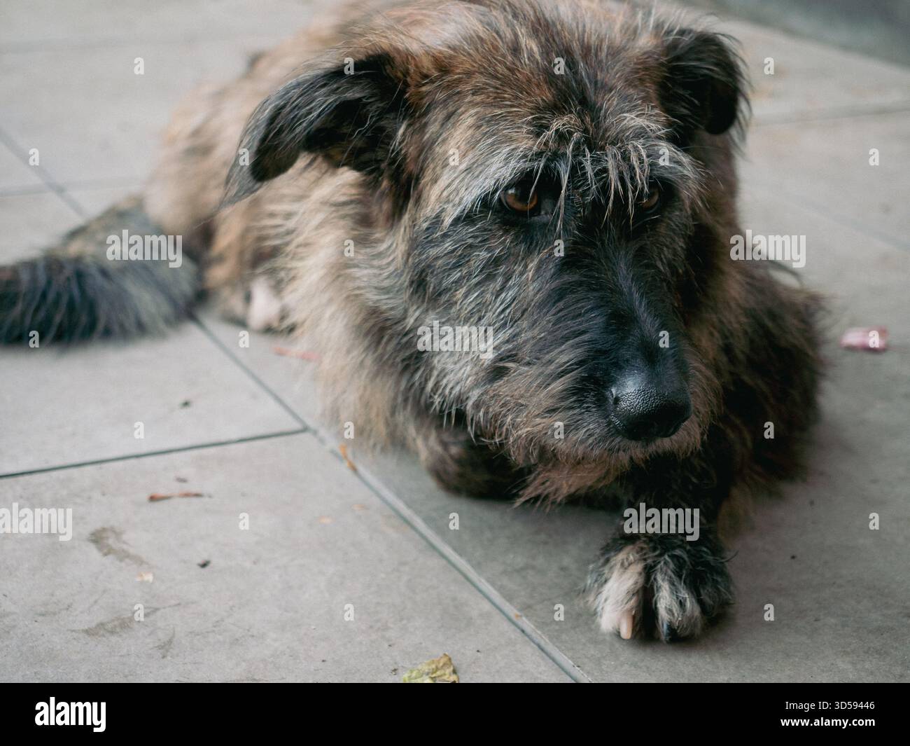 Chien mouton brun et shaggy se reposant paisiblement à l'extérieur par une fraîche journée d'automne en profitant du cadre serein Banque D'Images