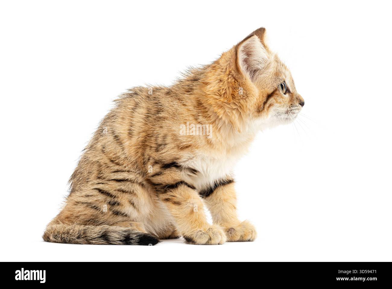 Studio shot d'un chaton chat de sable assis et regardant à droite, isolé sur blanc Banque D'Images