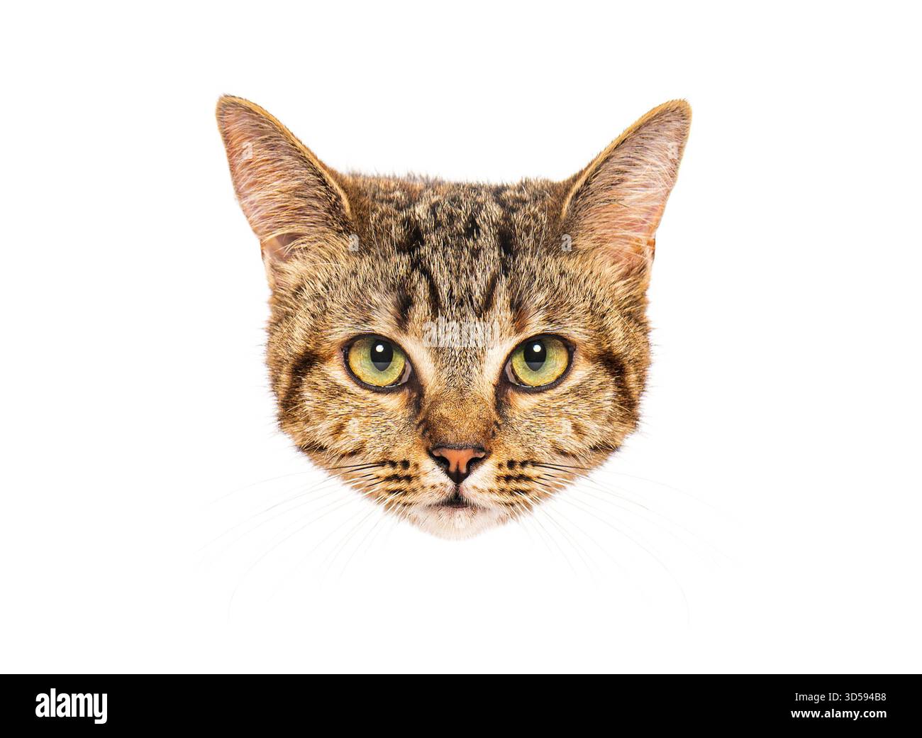 Portrait d'un chat européen regardant intensément sur fond blanc Banque D'Images
