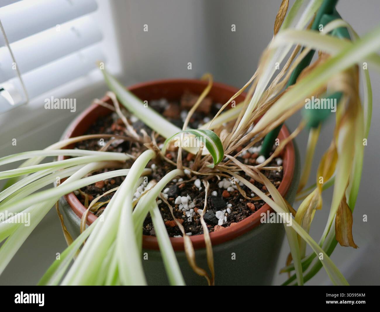 Plante d'araignée Chlorophytum d'intérieur fanée avec des feuilles sèches et jaunes dans un pot. Concept d'arrosage, de soin des plantes, de problèmes de jardinage et de maladies des plantes d'intérieur Banque D'Images