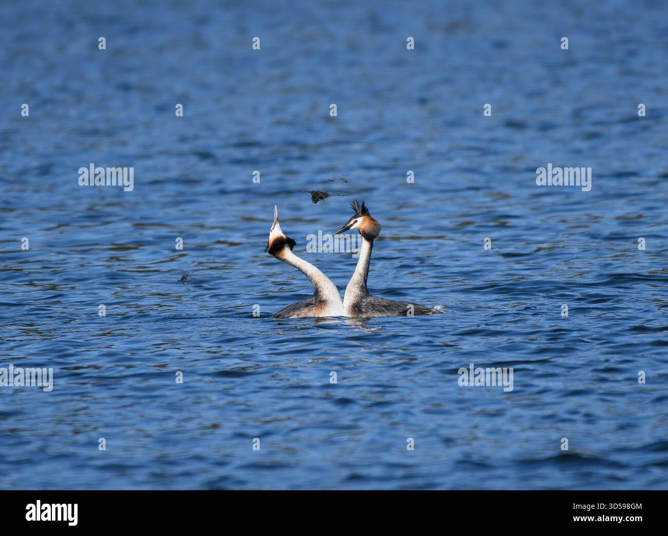 Grand grebe à crête Podiceps cristatus, se couple ensemble sur le lac intérieur, effectuant la danse des mauvaises herbes, jetant waterweed dans l'air, dans le cadre de leur courtshi Banque D'Images