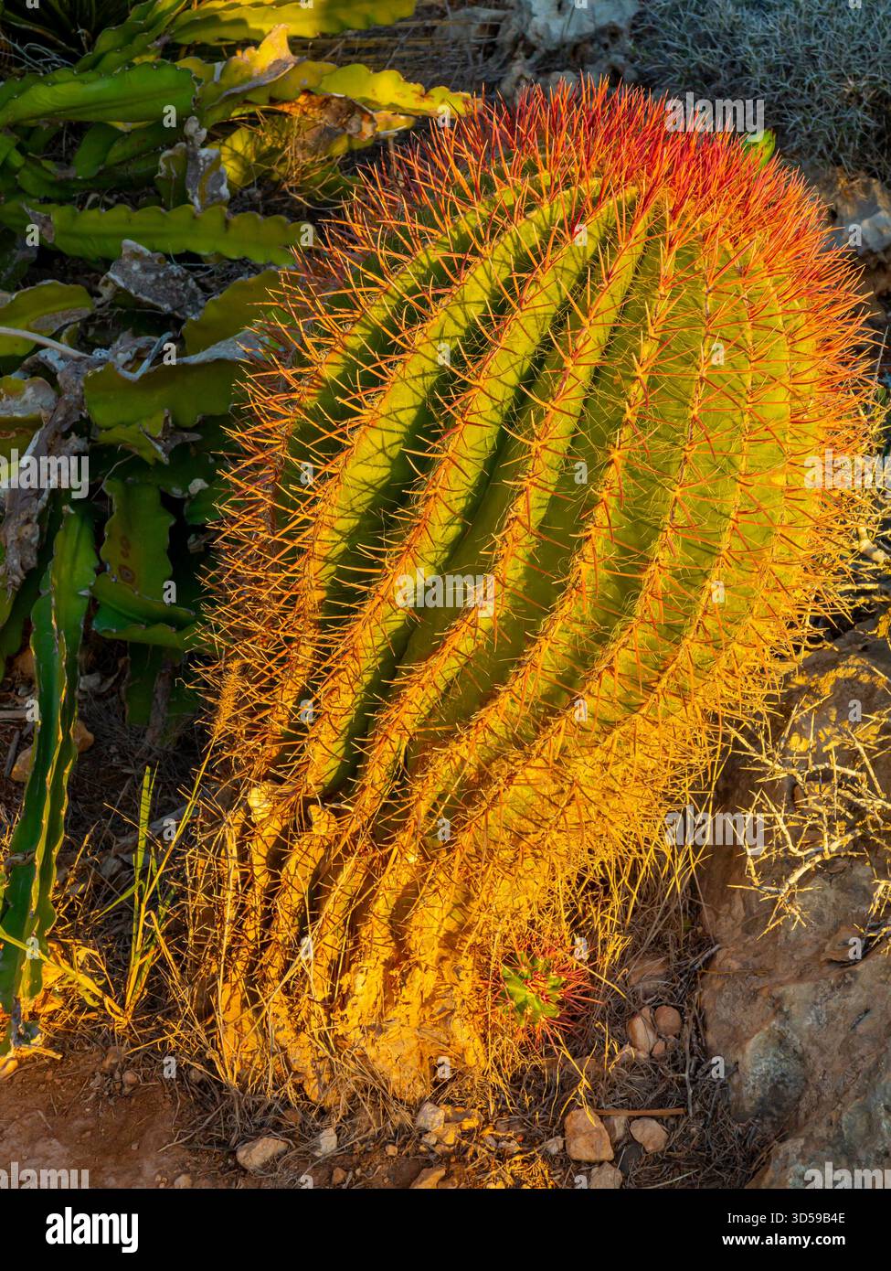 Vue rapprochée de l'usine de cactus qui pousse dans un jardin subtropical. Banque D'Images