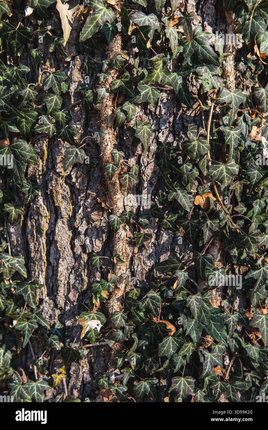 détail d'une écorce d'arbre envahie de lierre Banque D'Images