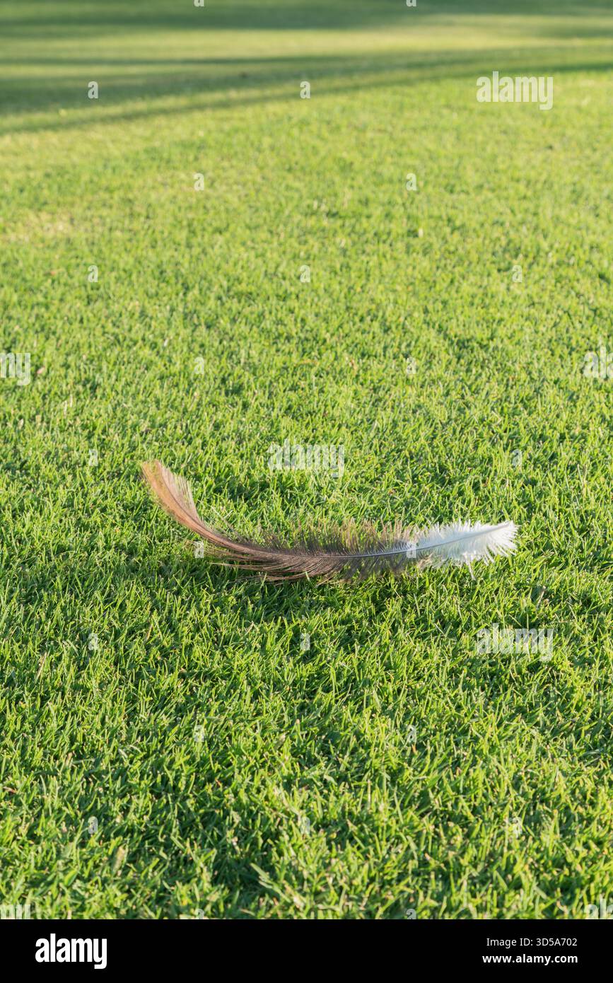 plume d'oiseau reposant sur l'herbe verte luxuriante Banque D'Images