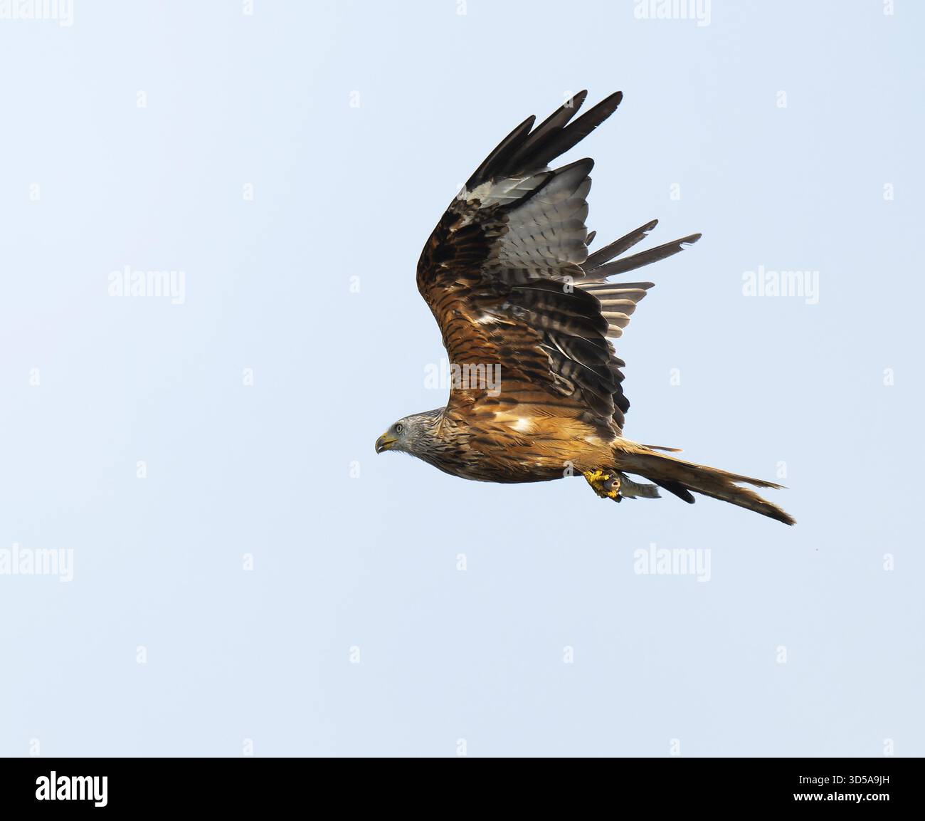 Cerf-volant rouge (Milvus milvus) volant avec des poissons proies dans les prises, basse-Saxe, Allemagne Banque D'Images