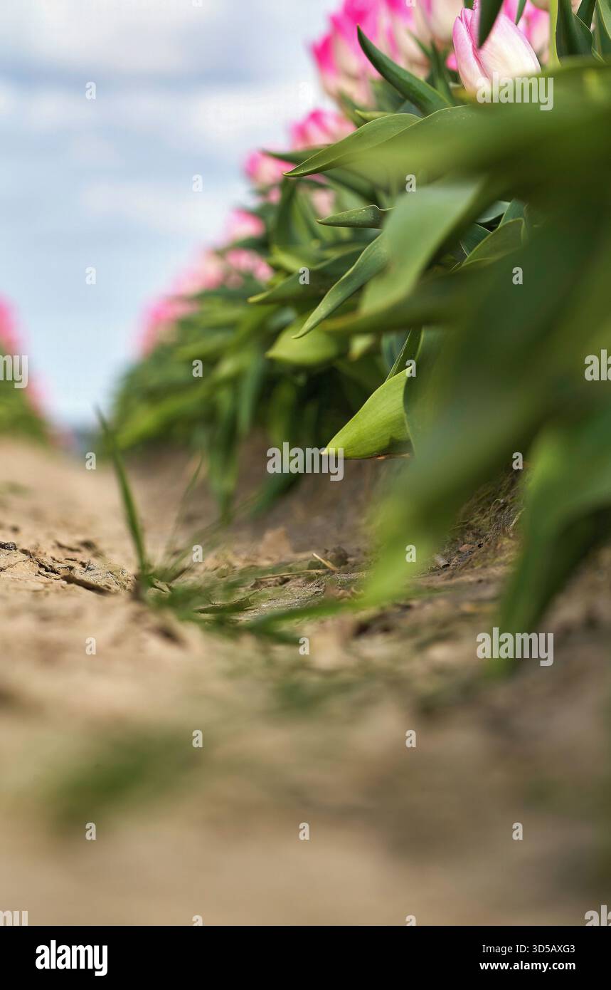 Entre les rangées de tulipes roses en fleurs Banque D'Images