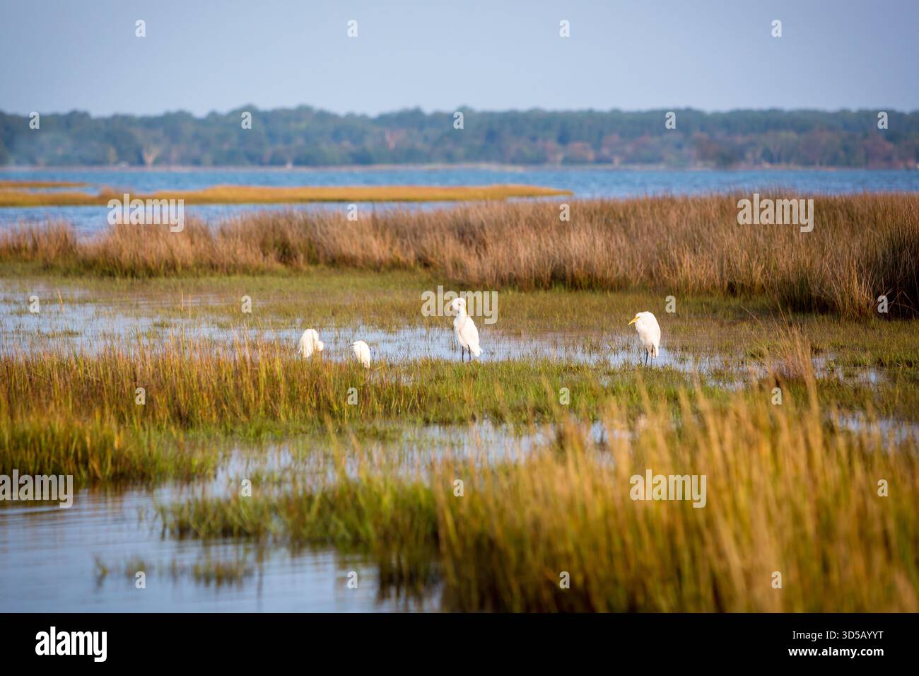 Les grandes aigrettes (Ardea alba) et les aigrettes enneigées (Egretta thula) dans les marais salés des marais humides d'Assateague Island National Seashore, Maryland Banque D'Images