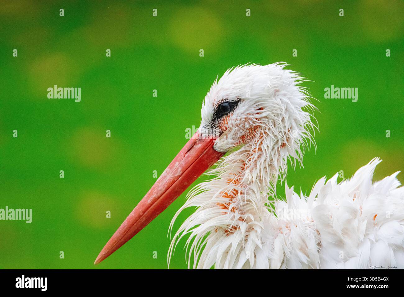 Une cigogne blanche (Ciconia ciconia) dans un portrait en gros plan. Banque D'Images