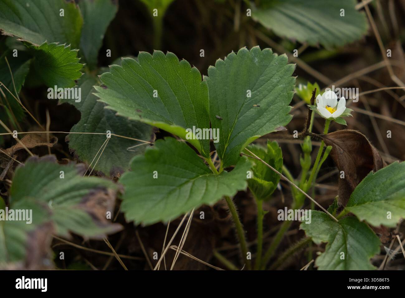 Jeune fraise avec des feuilles vertes fraîches et une petite fleur blanche poussant dans un lit de jardin. La scène met en évidence le développement précoce de la plante, maison g Banque D'Images