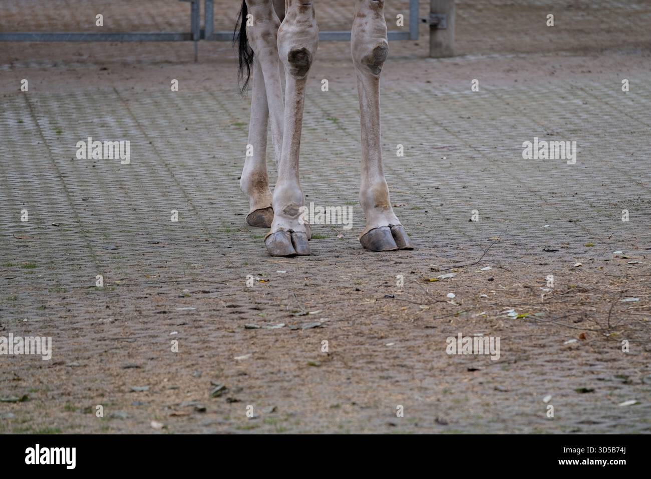 Vue rapprochée des sabots de girafe debout sur la surface texturée du sol d'un zoo. L'image met en évidence la structure du sabot, l'anatomie de la jambe et la répartition du poids, en M. Banque D'Images