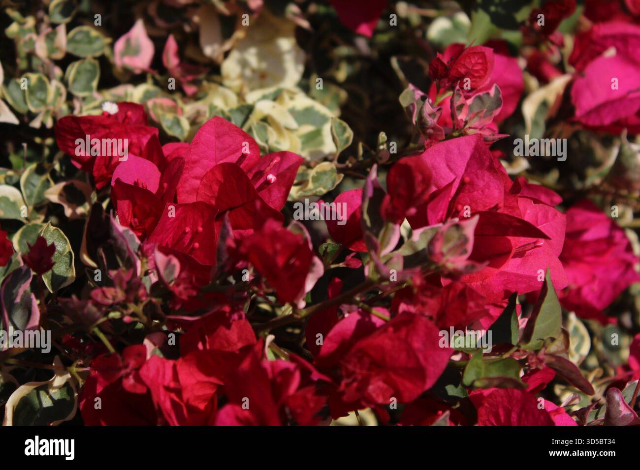 Bougainvilliers au soleil Banque D'Images