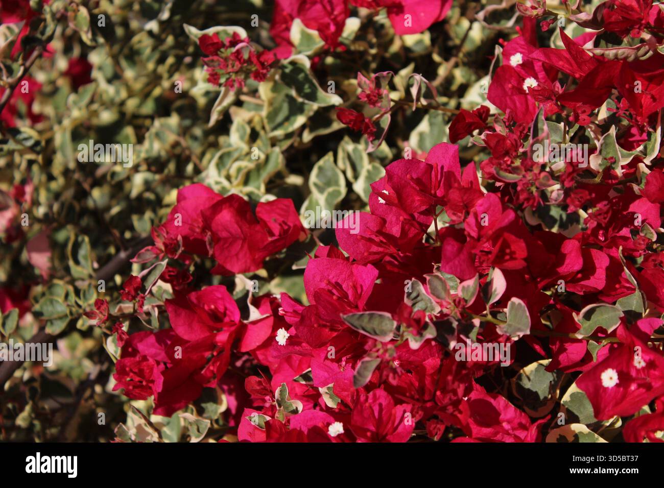 Bougainvilliers au soleil Banque D'Images