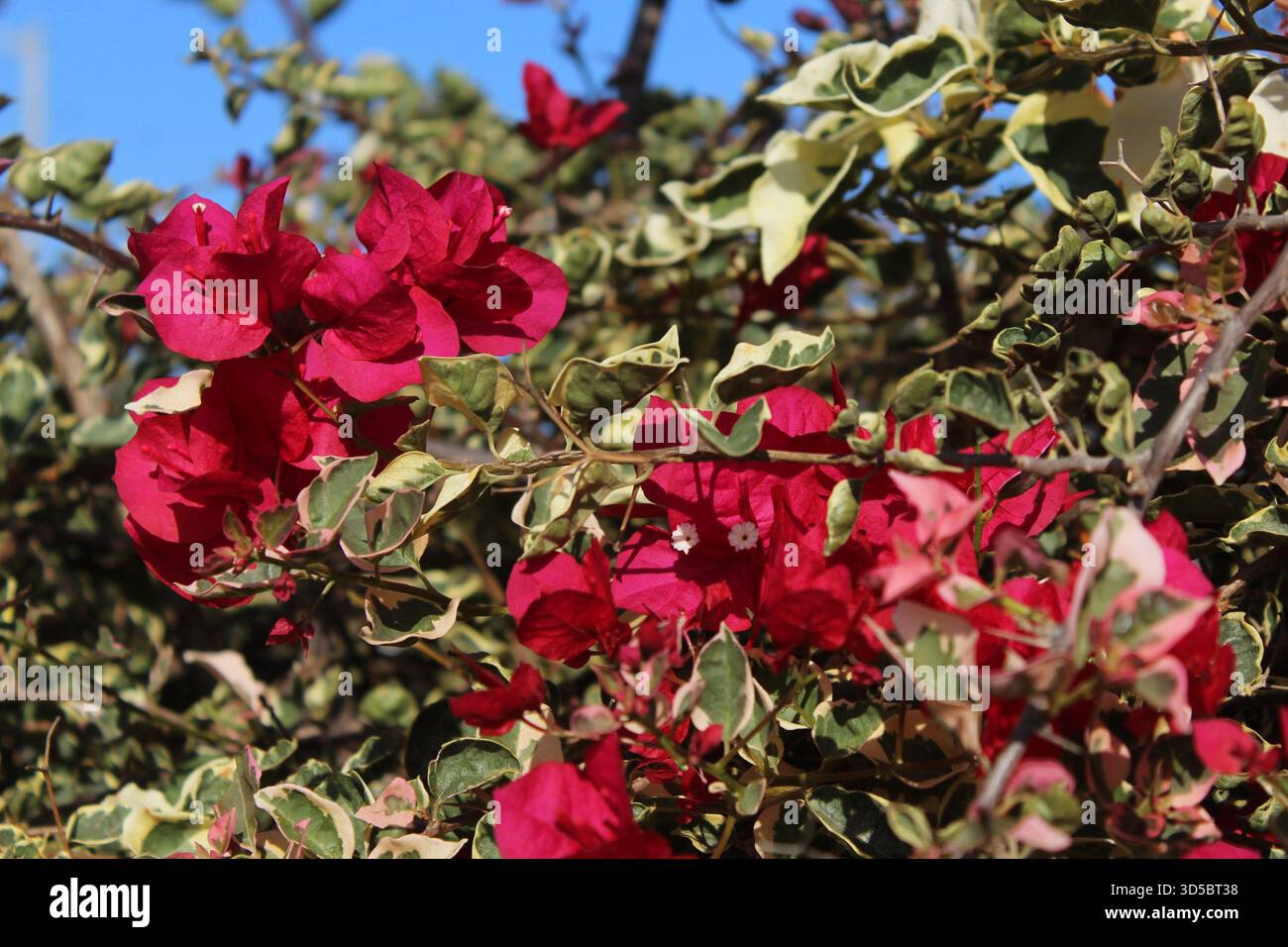 Bougainvilliers au soleil Banque D'Images