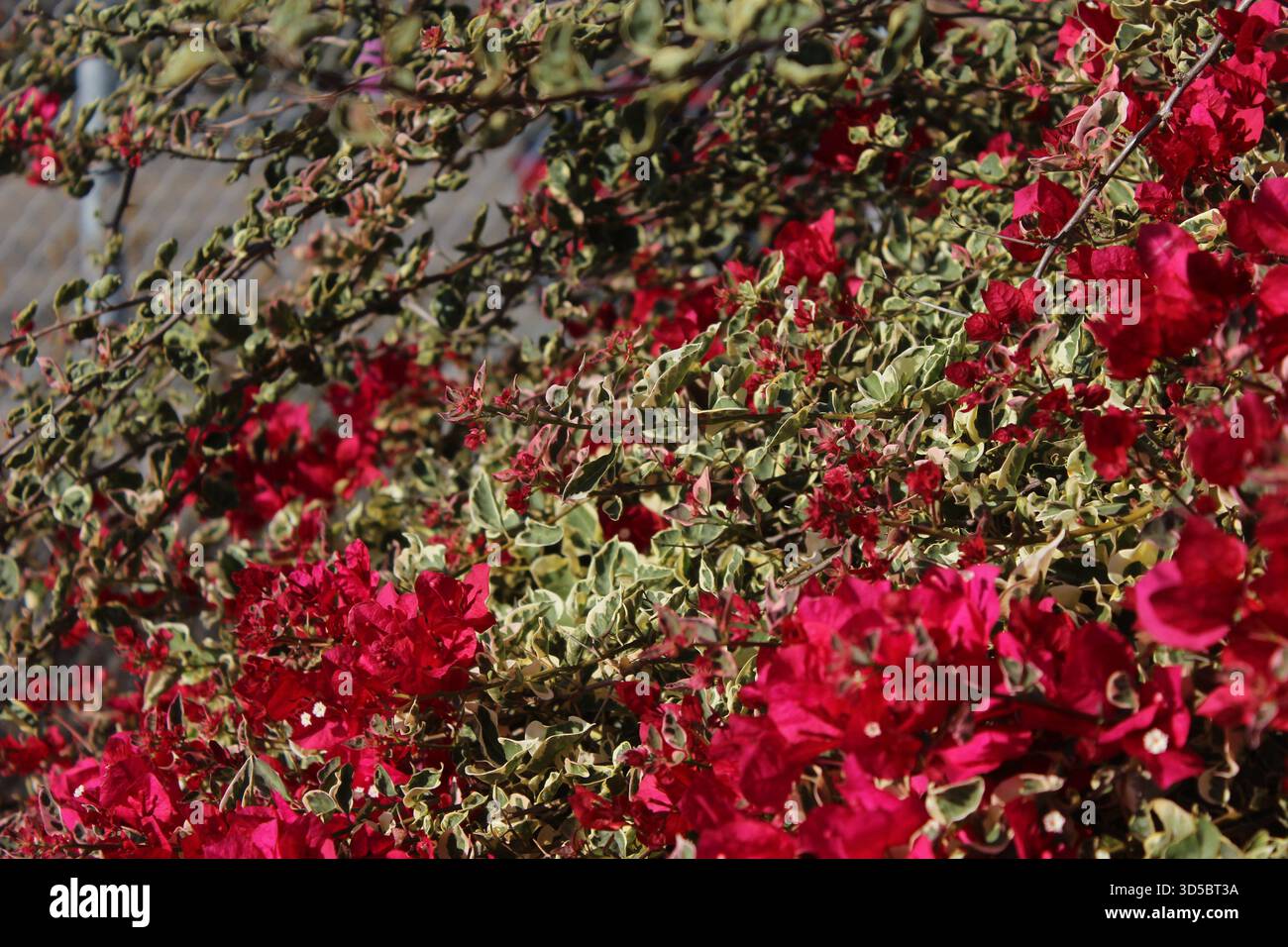 Bougainvilliers au soleil Banque D'Images
