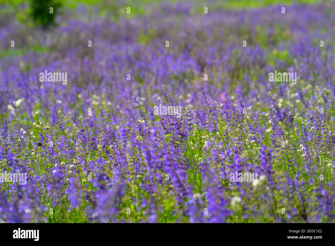 Un paysage à couper le souffle avec des fleurs violettes éclatantes s'étendant magnifiquement sur un champ verdoyant Banque D'Images