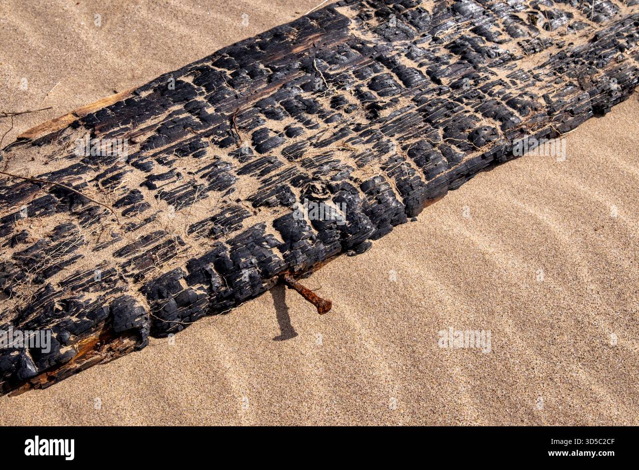 Bois flotté brûlé enterré dans le sable avec clou rouillé exposé Banque D'Images