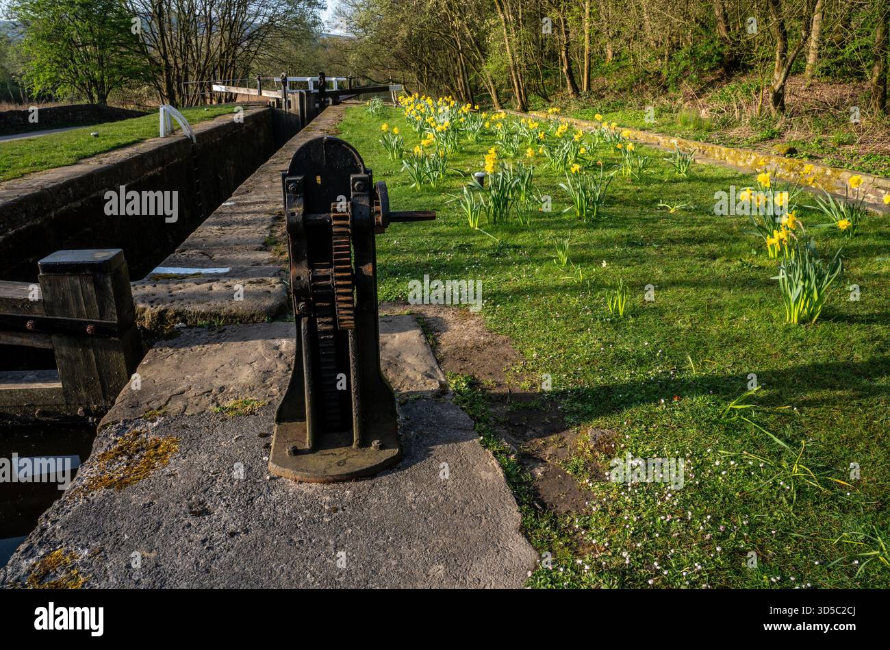 Mécanisme d'écluse de canal à côté des jonquilles en plein soleil tôt le matin Banque D'Images