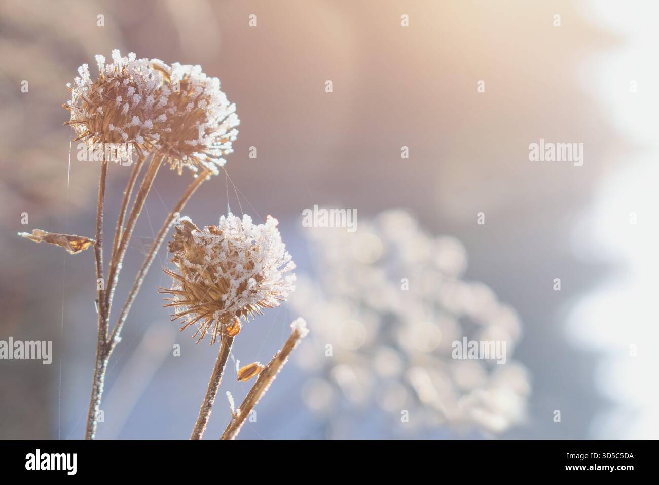 Jardin d'hiver. Fond d'hiver flou avec une plante de chardon congelée. Banque D'Images