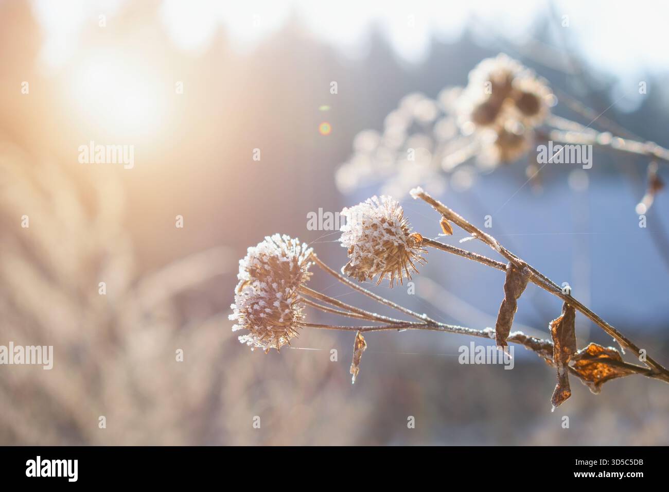 Jardin d'hiver. Fond d'hiver flou avec une plante de chardon congelée. Banque D'Images