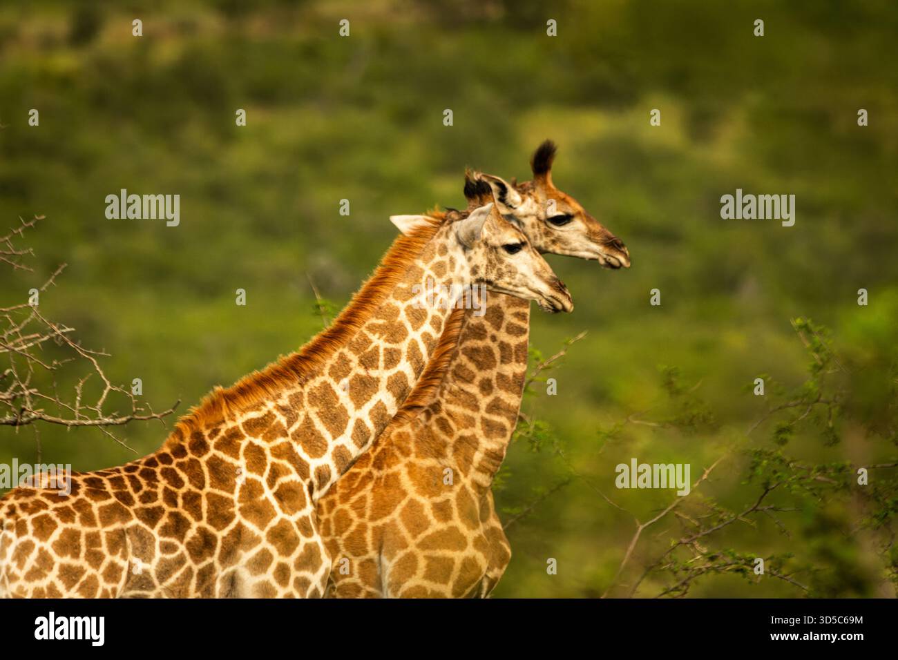 Une paire de girafes a fourni des divertissements dans les collines verdoyantes de Kwa Zululand. Leurs cours sont prolongés et inspirants. Banque D'Images