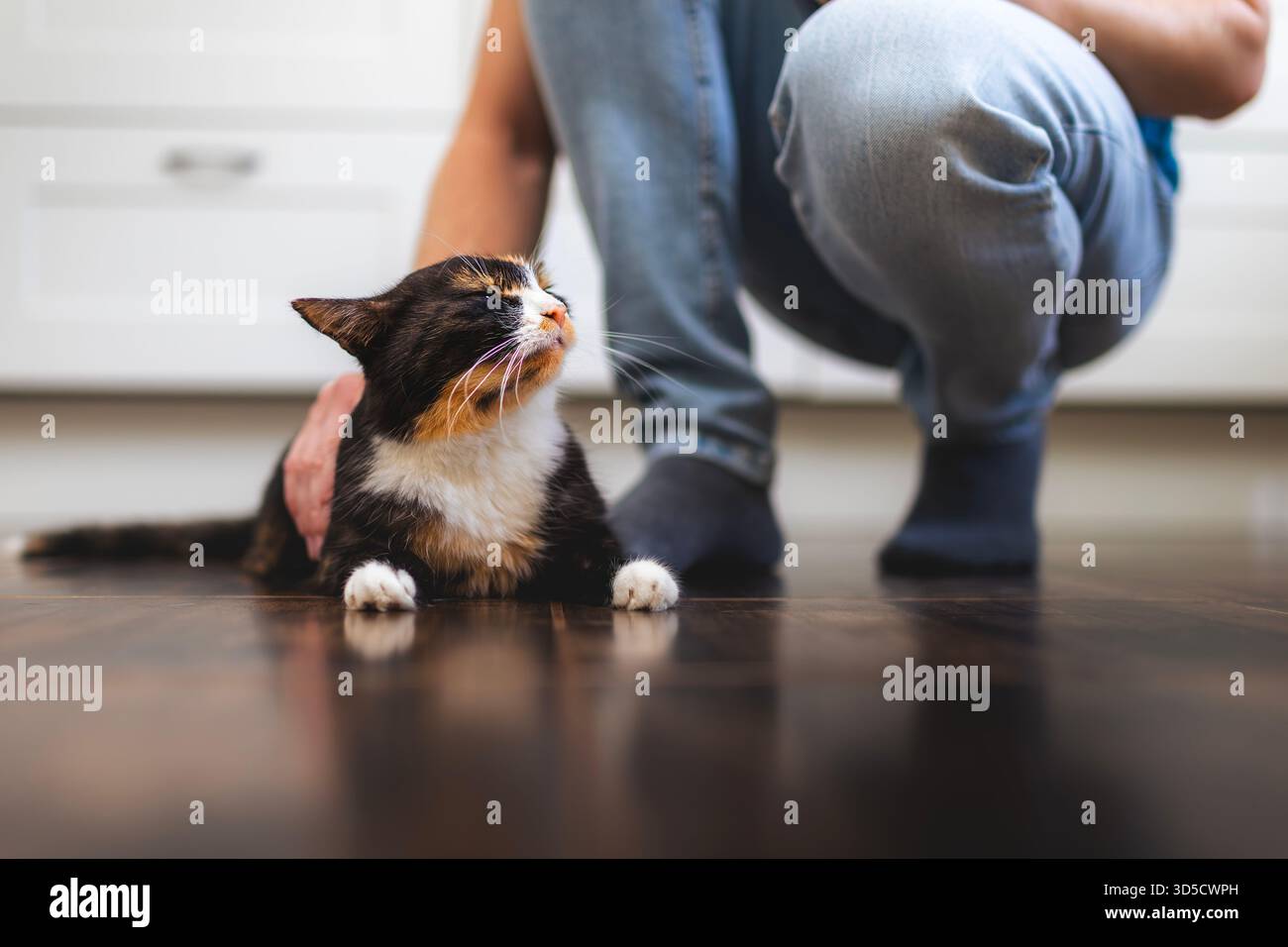 Homme caressant son chat moucheté mignon à la maison. Chat satisfait allongé sur le sol avec une expression satisfaite. Banque D'Images