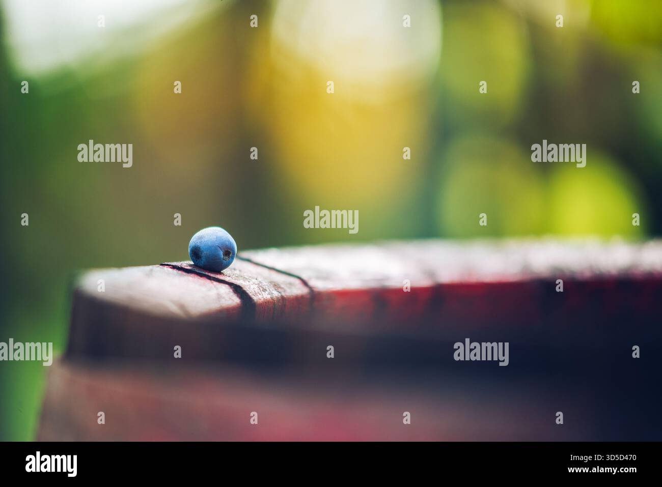 Vue macro de pépins de raisin de vigne bleu sur fût de vin. Raisins pour la fabrication de vin de glace. Vue détaillée d'un cépage Cabernet Franc dans un vignoble en automne. Banque D'Images