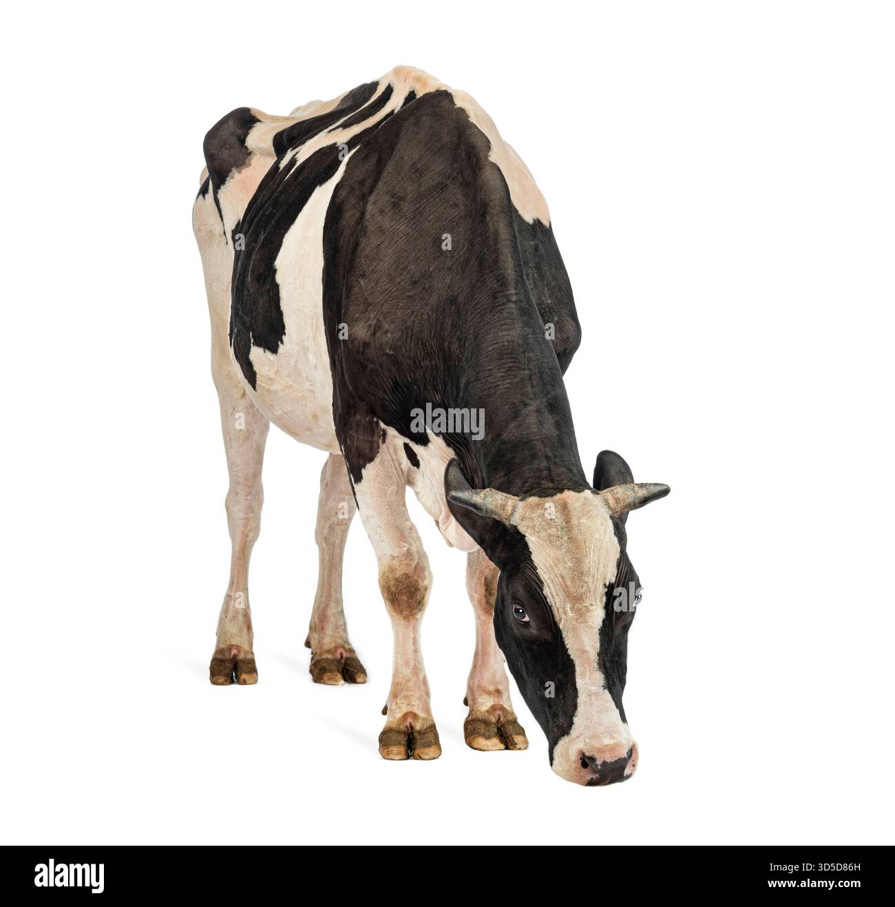 Vache noire et blanche debout et abaissant la tête, isolée sur blanc Banque D'Images