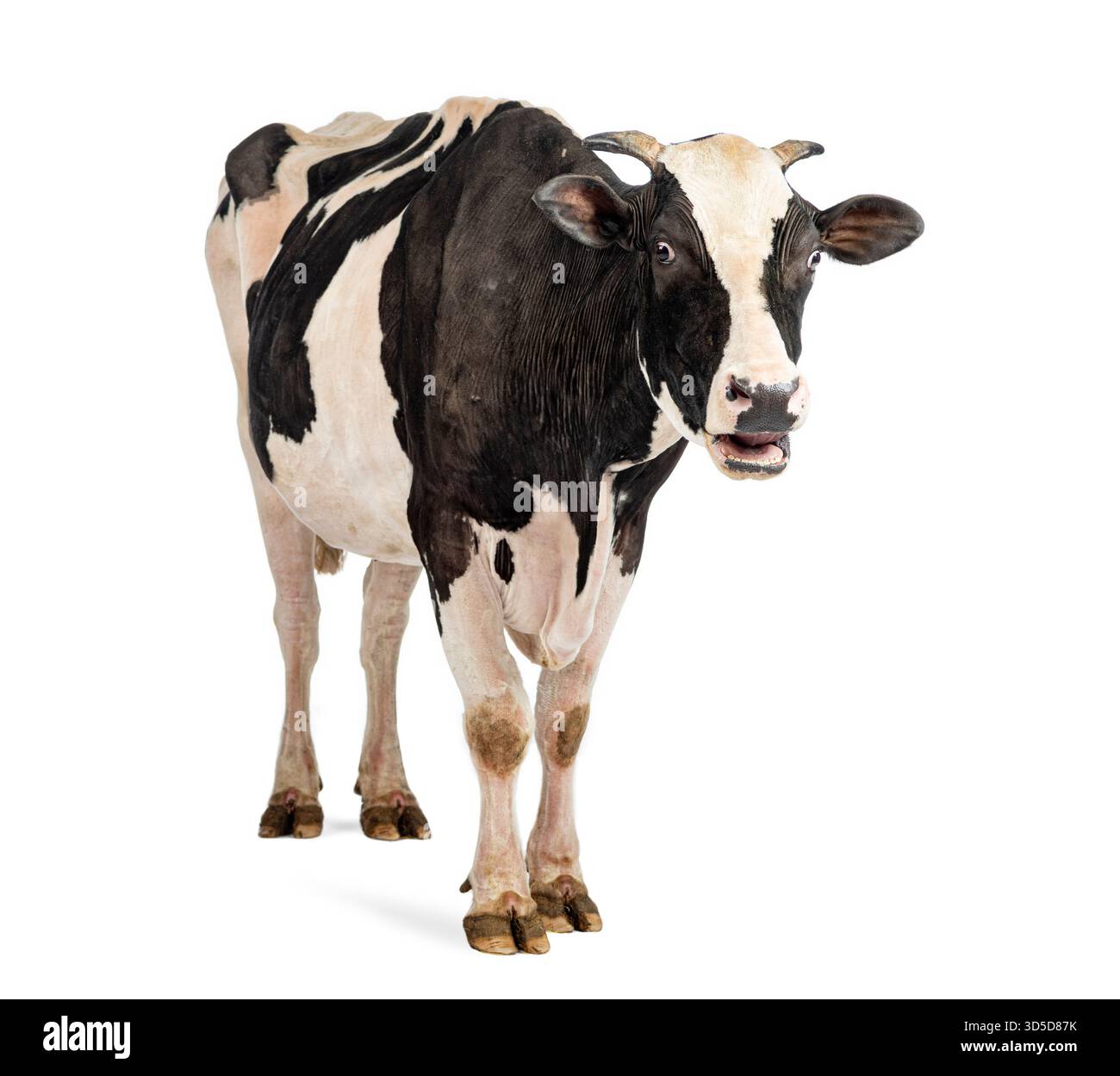 Vache noire et blanche debout et sournoise sur fond blanc, paraissant surprise Banque D'Images