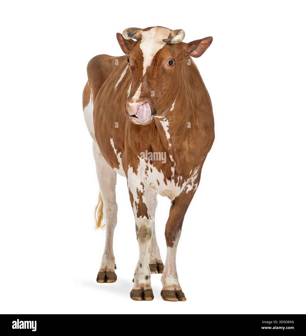 Vache brune et blanche sortant sa langue, debout sur un fond blanc Banque D'Images