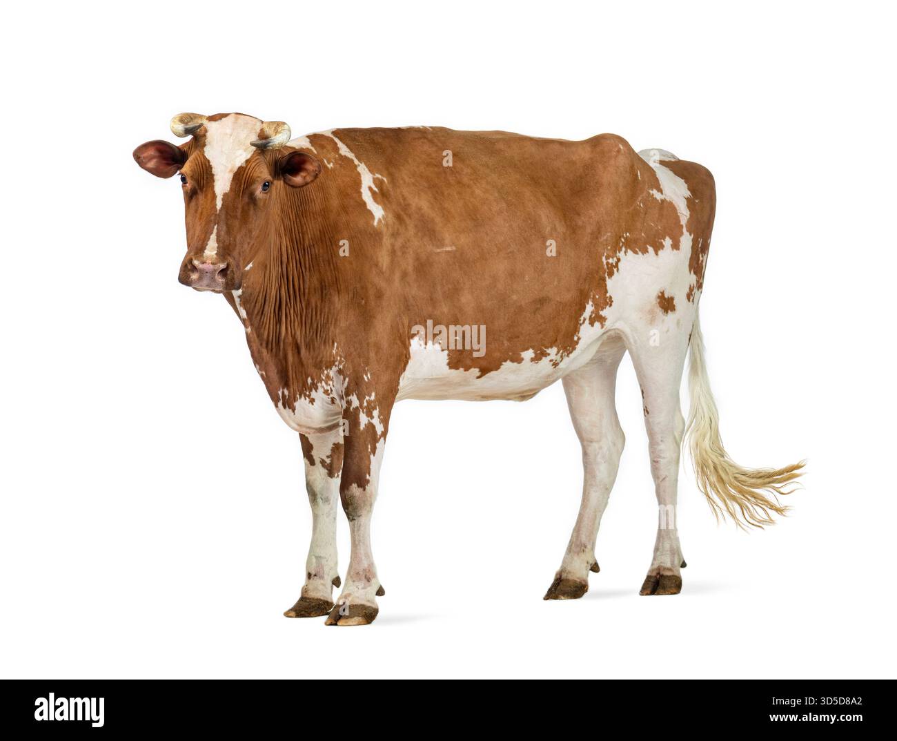 Vache Holstein debout sur fond blanc, mettant en valeur son pelage marron et blanc distinctif Banque D'Images