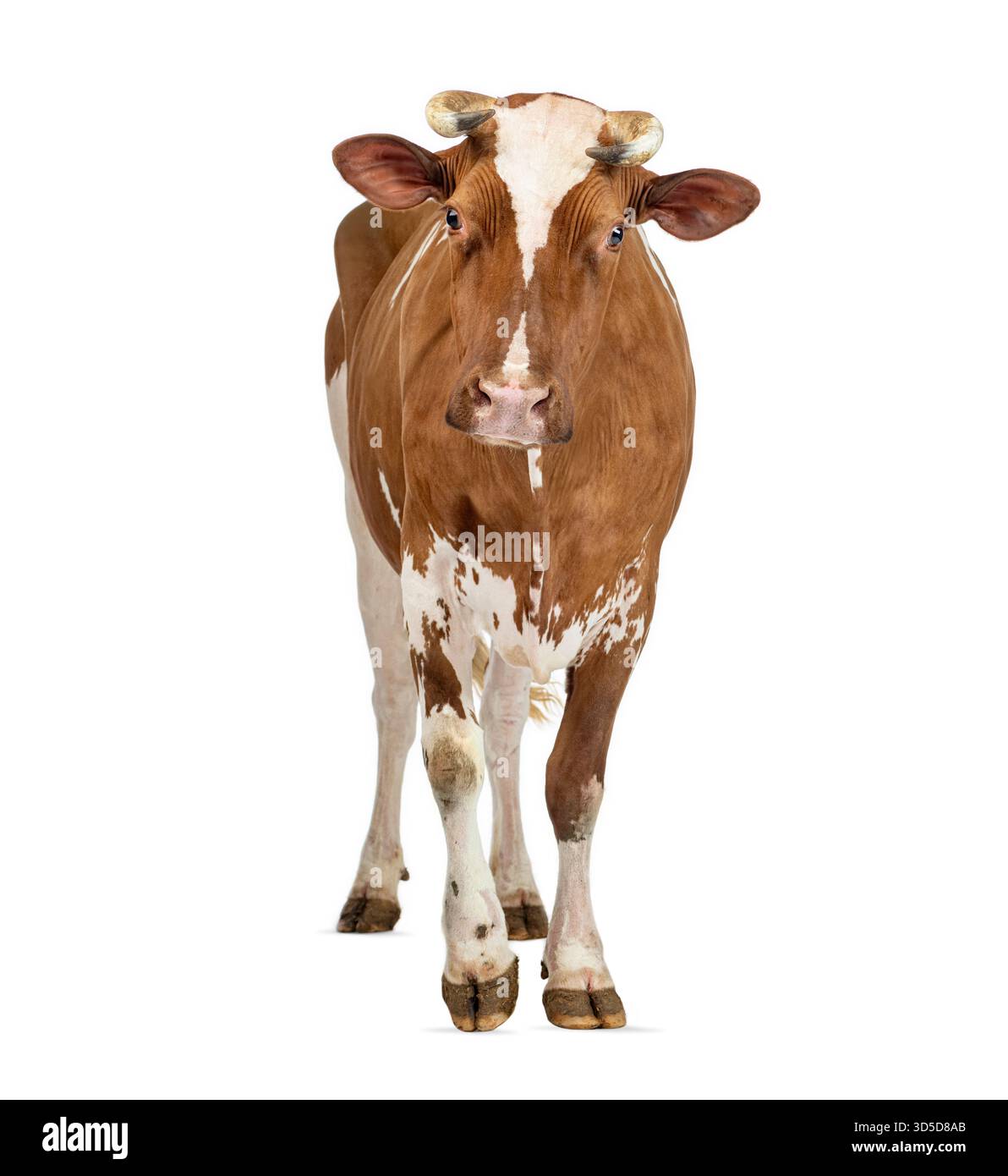 Vache Holstein laitière brune et blanche saine marchant vers l'avant, isolée sur fond blanc Banque D'Images
