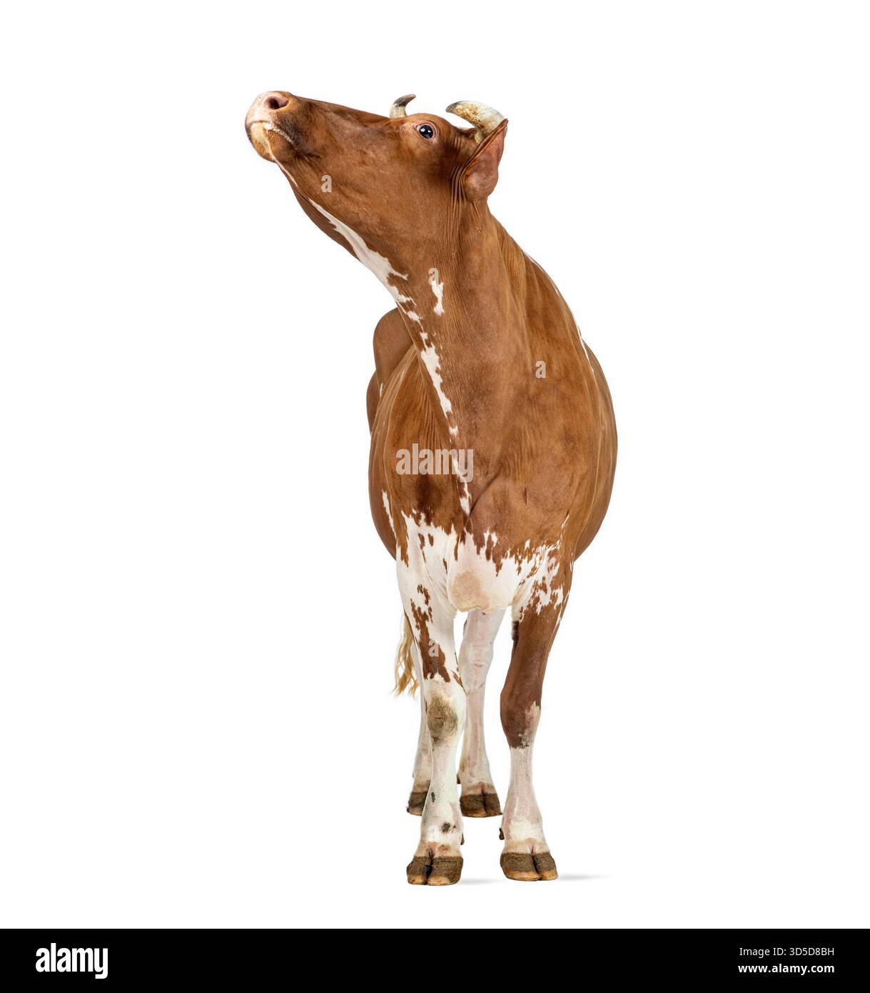 Portrait en pied de vache Holstein brune et blanche levant la tête et regardant vers le haut, isolée sur fond blanc Banque D'Images
